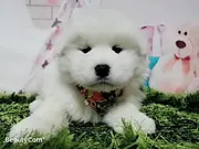 泰安哪里有卖萨摩耶犬，萨摩耶市场价格