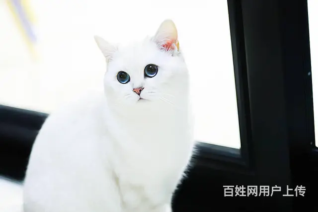 苏州免费领养银渐层银点母已绝育9个月 - 图片 3