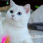 云南临沧纯种英短渐层多少钱
