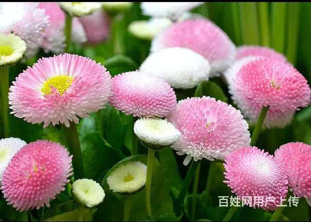 简单 生活 - 图片