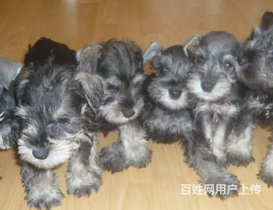 天门卖雪纳瑞的犬舍，犬舍雪纳瑞一般价位 - 图片 12