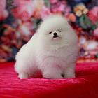 哈多利博美犬 袖珍球体笑脸博美 大毛量 漂亮可