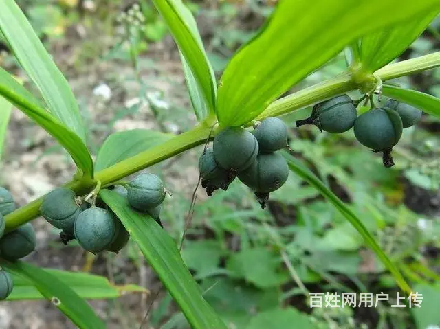 湖北百草堂黄精种植可靠保障，实力项目让你成功致富 - 图片 2