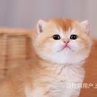 云南临沧双血统25色金渐层一般多少钱