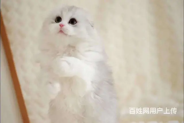 哪里有折耳猫卖的 折耳猫好养吗 折耳猫多少钱一只 - 图片 2