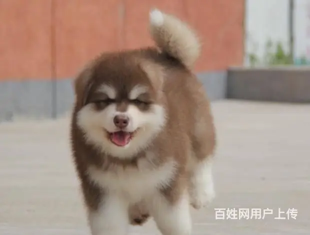 纯种熊版巨型阿拉斯加 十字脸桃心脸 保质保健康 - 图片 9