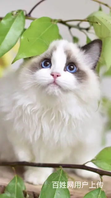 嘉兴甜美可爱【布偶猫】可送货上门 - 图片 3
