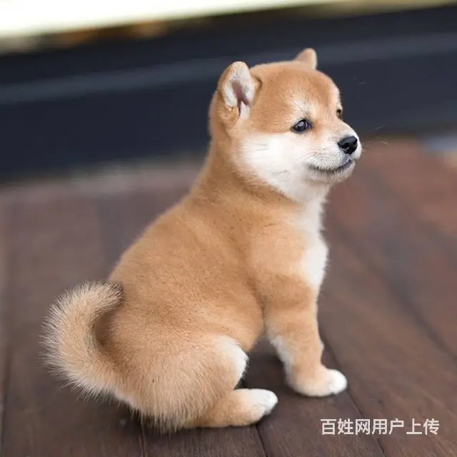 日本进口柴犬专卖 多窝小柴犬热销中 专业繁殖纯正 - 图片 5
