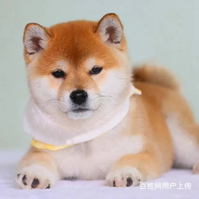 精品赛级 柴犬出售 健康有保障 可送货上门 - 图片 10