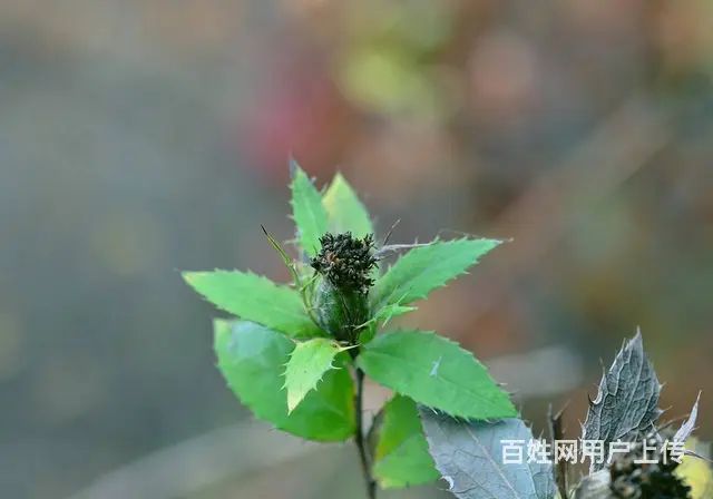 湖北百草堂苍术种植栽培易成活，存活率高品质有保障 - 图片 1