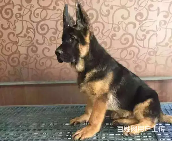 出售双血统锤系德牧cku注册售后可签协议有保障 - 图片 1