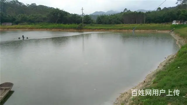 大彭镇50亩鱼塘对外出租，承包 - 图片