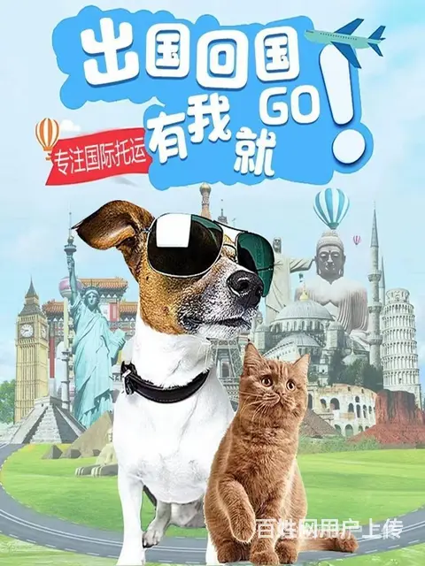 丽水遂昌托运宠物 （猫狗活体运输）快递至全国各地 - 图片 1