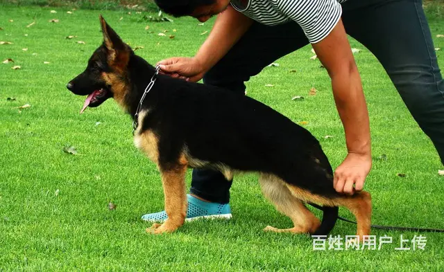 大锤德牧 锤系德牧 赛级黑背德牧 德牧哪里买 包纯 - 图片 6