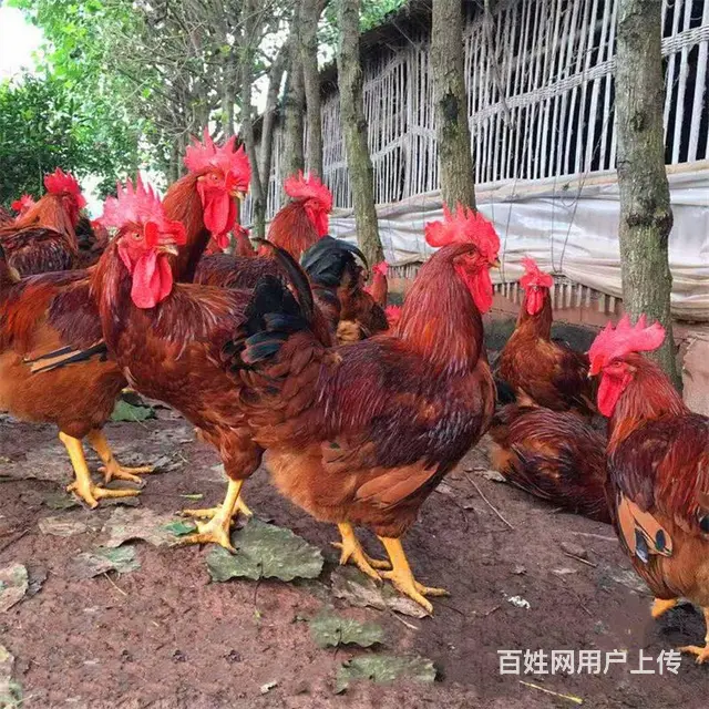 贵州三黄鸡苗批发 都匀鸭苗批发 贵州农村养殖鸡苗 - 图片 2