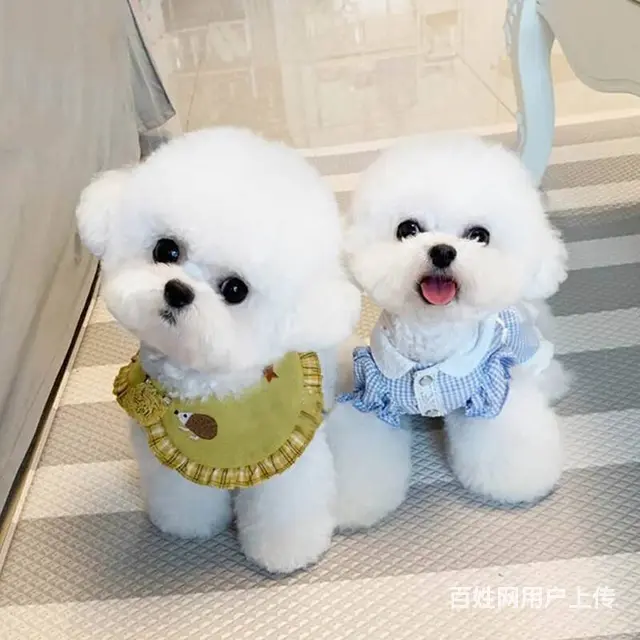 纯种比熊出售 包纯种包养活全程指导饲养 送用品 - 图片 3