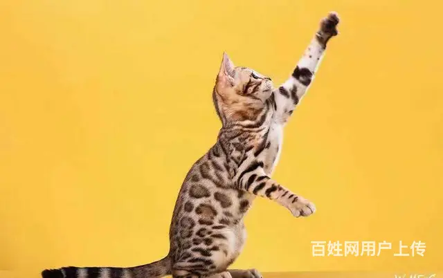 哪里有卖孟加拉豹猫的 玫瑰纹空心纹金豹银豹 - 图片 8