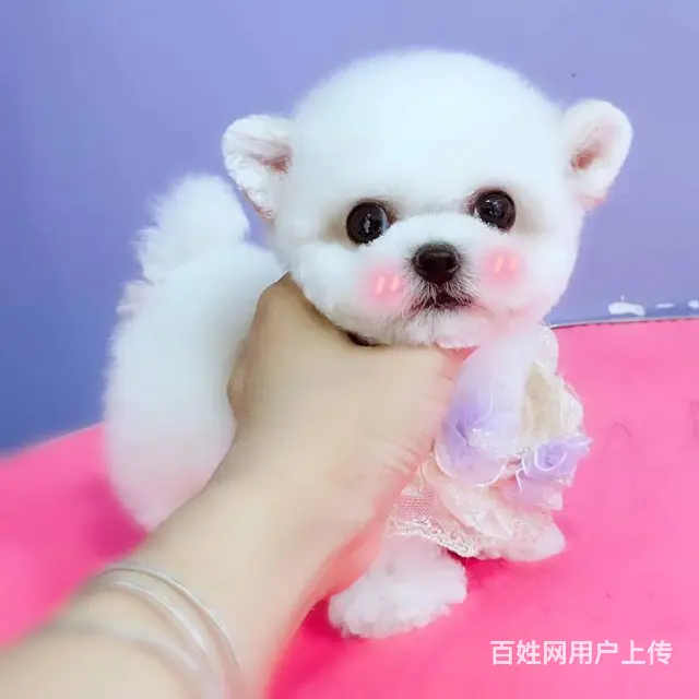 法国卷毛比熊犬 赛级血统疫苗驱虫已做 - 图片 4