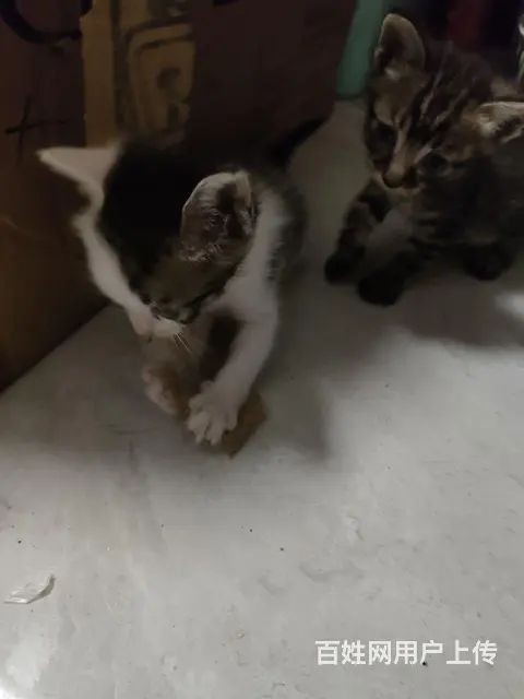 满月小猫求免费收养 - 图片 3