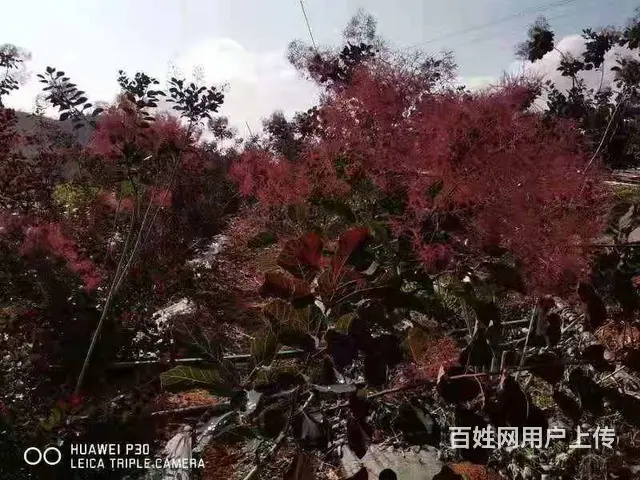 云南昆明美旗基地批发康乃馨尤加利满天星直发全国 - 图片 5