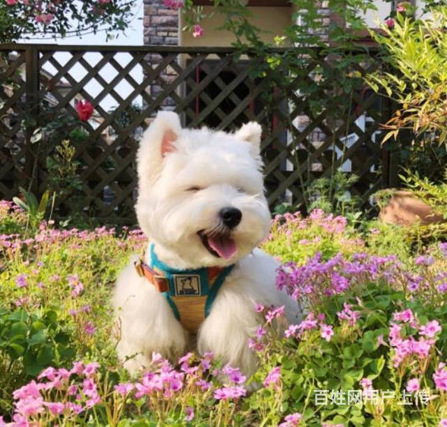 西高地幼犬 纯种健康的西高地幼犬低价出售中的图片