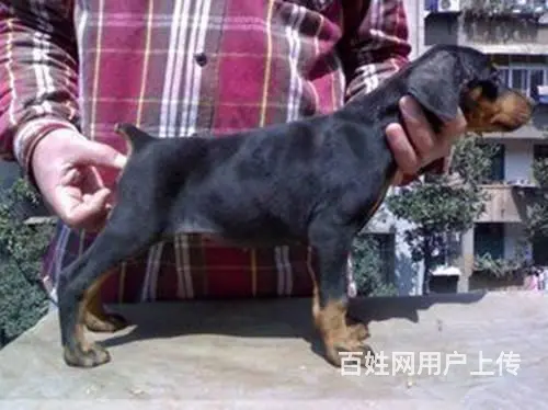 德系杜宾犬幼犬出售 爆胸骨量大公母均有 - 图片 7
