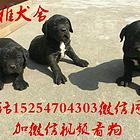 出售双血统大头版卡斯罗幼犬 保健康 疫苗齐全