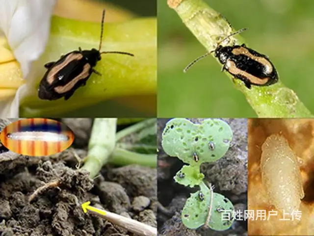 22%噻虫高氯氟茶树番茄蔬菜茶小绿叶蝉蓟马蚜虫杀虫 - 图片 2