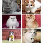 玉树现在卖蓝猫的哪家靠谱些，靠谱的卖蓝猫商户