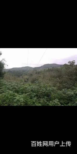 四川资阳市雁江区440亩林地转让 - 图片 3
