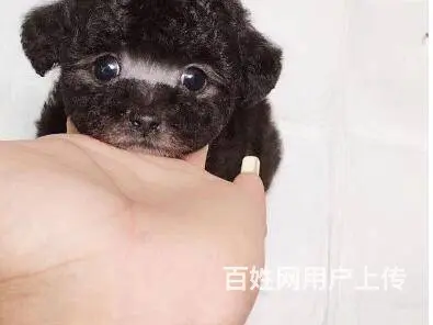 承德泰迪多少钱一只 泰迪价格 茶杯犬泰迪 - 图片 6