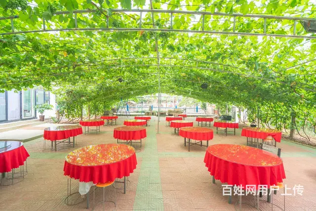 昌黎葡萄沟农家院推荐-专业接待大型团体-公司团建 - 图片 8