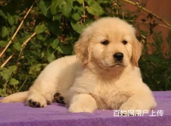 出售纯种美系金毛犬幼犬 大骨架黄金猎犬金毛幼犬 - 图片 2
