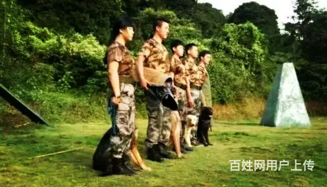 广州番禺桥南(粤虎训犬俱乐部) - 图片 4