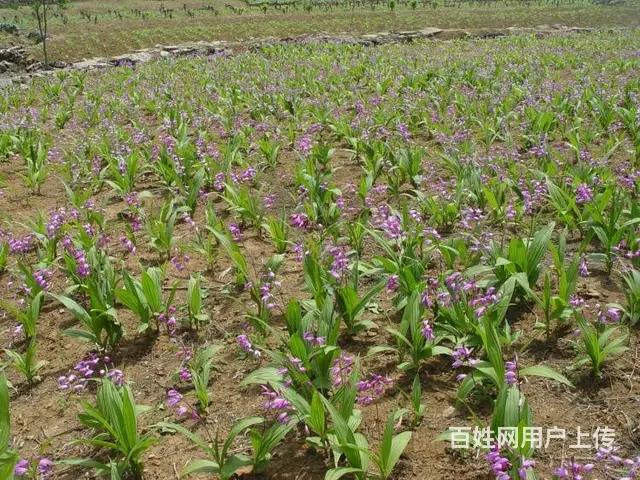 湖北百草堂白芨种植受农户喜爱，亩产高得到种植户追求 - 图片 1