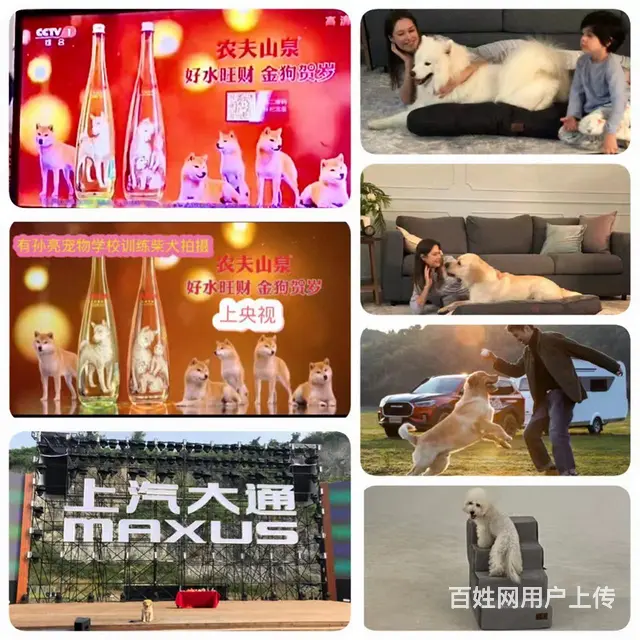 常熟训犬基地宠物寄养 - 图片 10