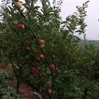 房屋 果园出售