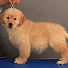 廊坊金毛多少钱一只 金毛价格 金毛寻回犬 金毛幼犬
