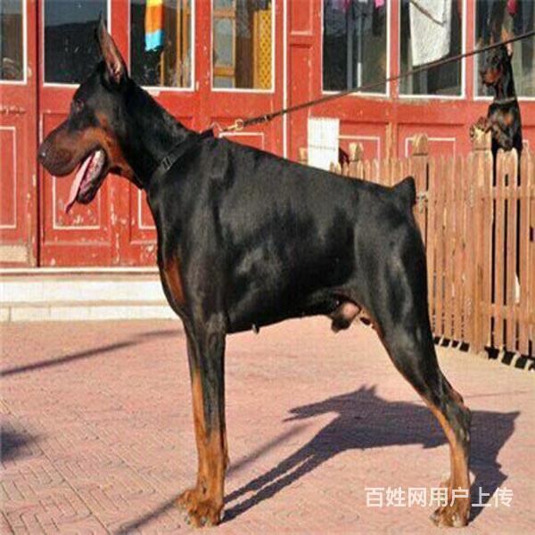 黄山上哪里买杜宾比较好，上哪里可以买到杜宾的图片