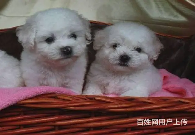 可爱卷毛小体比熊犬 宠物比熊幼犬狗狗来了 - 图片 4