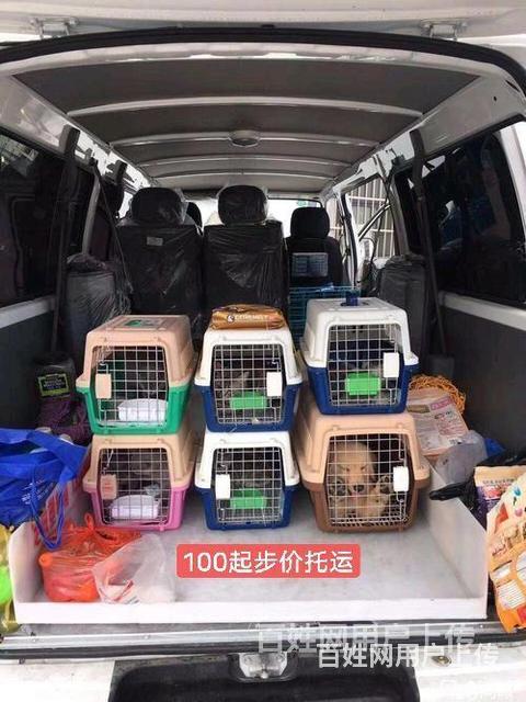 常州宠物托运（猫咪狗狗）邮寄快递运输（承接所有活体运输）今日的图片