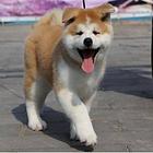 赛级秋田幼犬 疫苗驱虫已做 包纯种健康哦