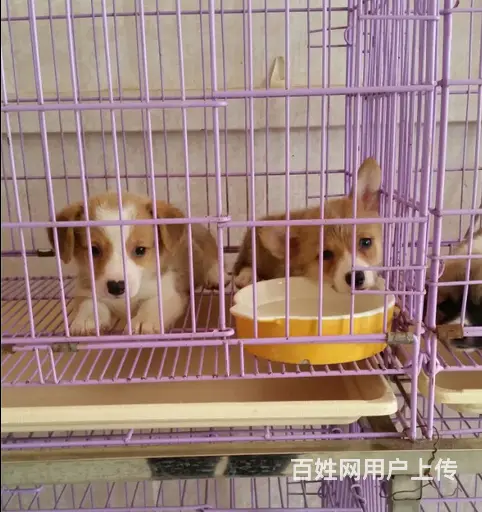 天门柯基犬舍位置 本地柯基犬舍地址在哪儿 - 图片 12