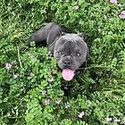 恩施恶霸犬出售