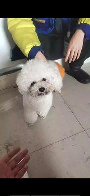 比熊出售价格便宜几百块钱