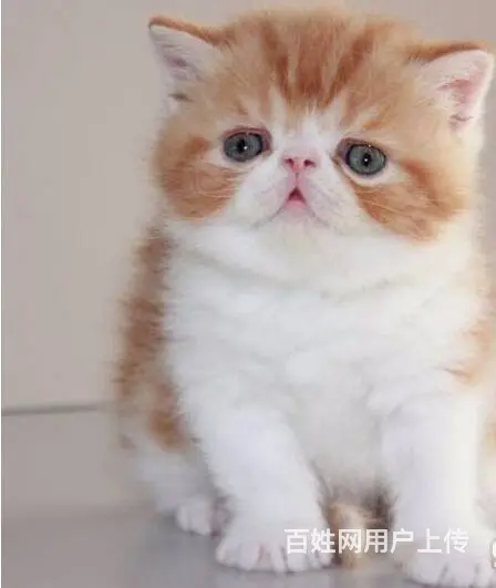 徐州专业繁育高颜值加菲猫 颜色齐全 多只可选 - 图片 4