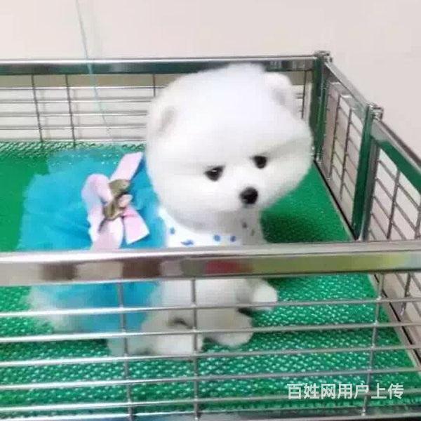辽源博美价格_多少钱一只|博美图片|博美的图片