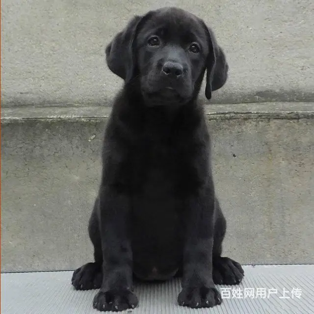 出售 拉布拉多.纯种拉布拉多.极品拉布拉多 - 图片 8