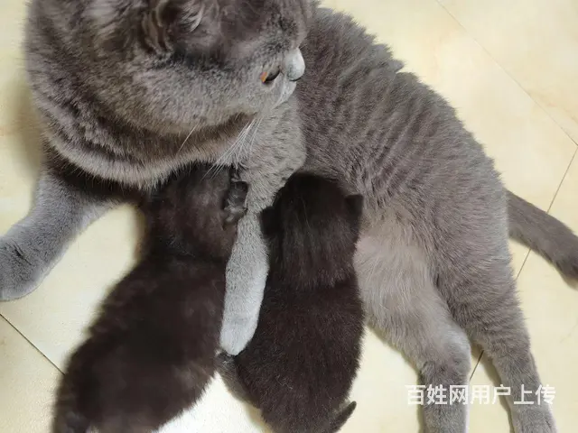 永州自家繁育美短小猫崽身体健康提前预约 - 图片 1