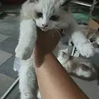 布偶猫出售，价格商议